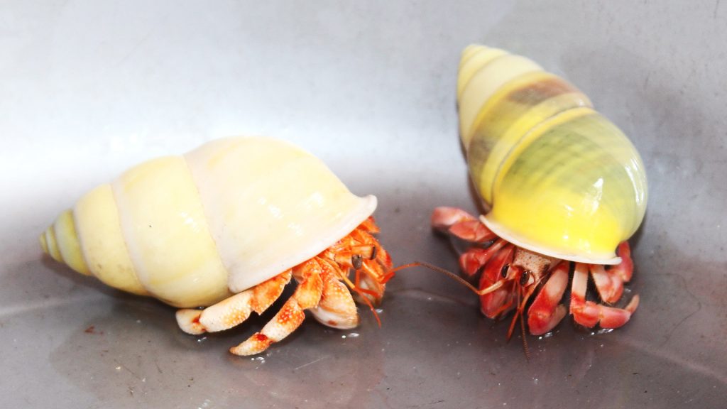 CÁC HỌ ỐC MƯỢN HỒN TRÊN THẾ GIỚI 1