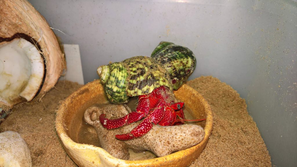 LÍ DO BẠN NÊN NUÔI ỐC MƯỢN HỒN LÀM THÚ CƯNG 1