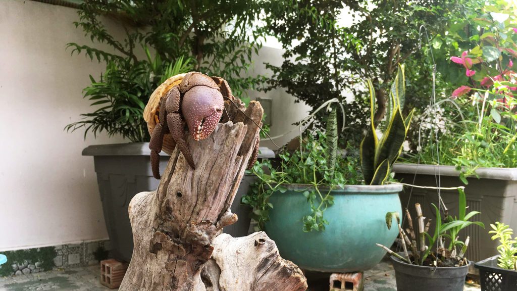 BÊN TRONG CHIẾC VỎ ỐC MƯỢN HỒN CÓ GÌ 1