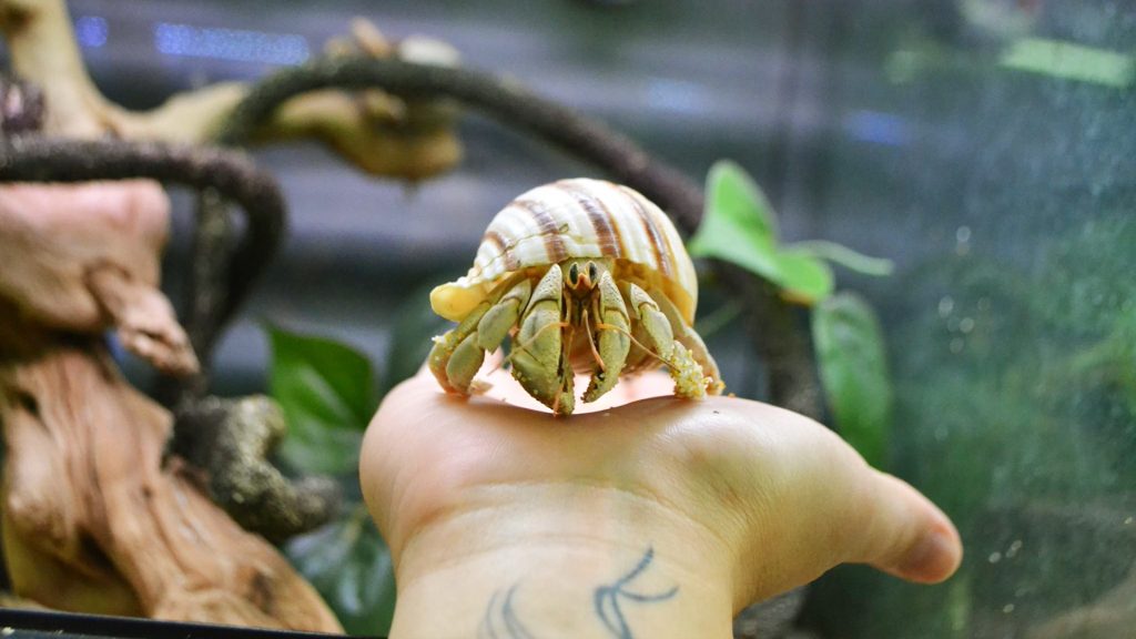 CHỌN VỊ TRÍ PHONG THỦY TỐT CHO BỂ NUÔI ỐC MƯỢN HỒN 1