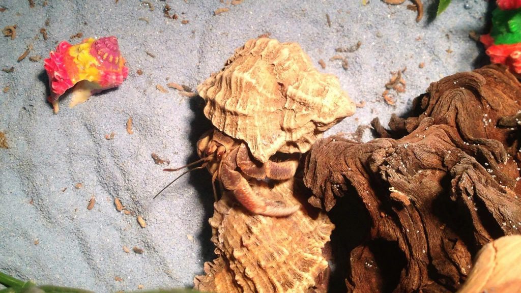 KINH NGHIỆM CHỌN ỐC MƯỢN HỒN KHỎE MẠNH 1