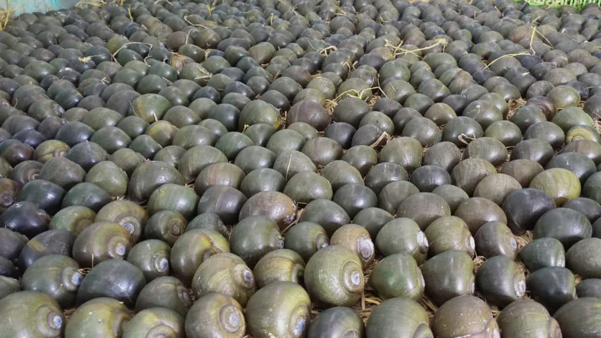 ỐC GÁC BẾP TAG