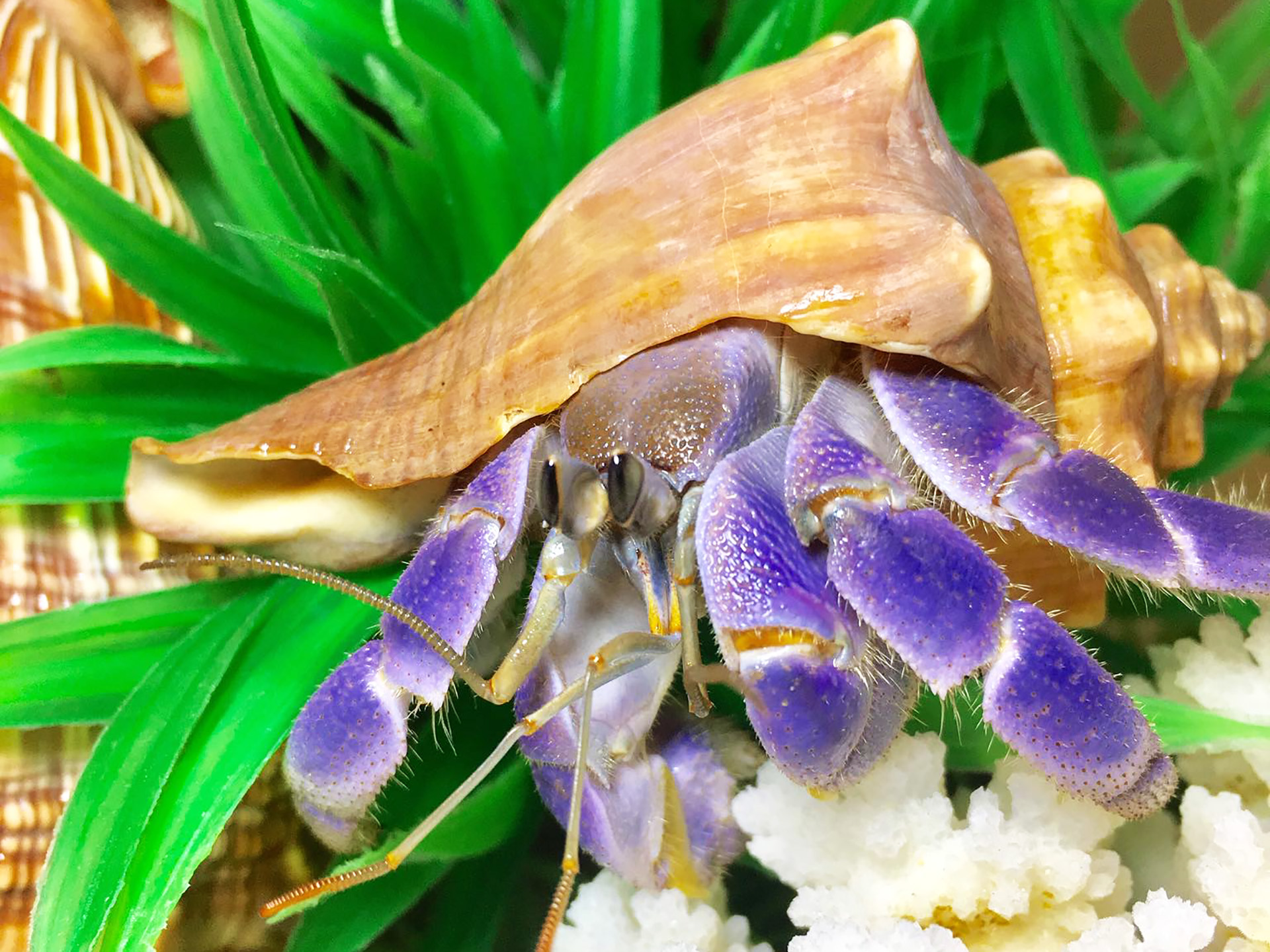 MÀU SẮC ỐC MƯỢN HỒN 2