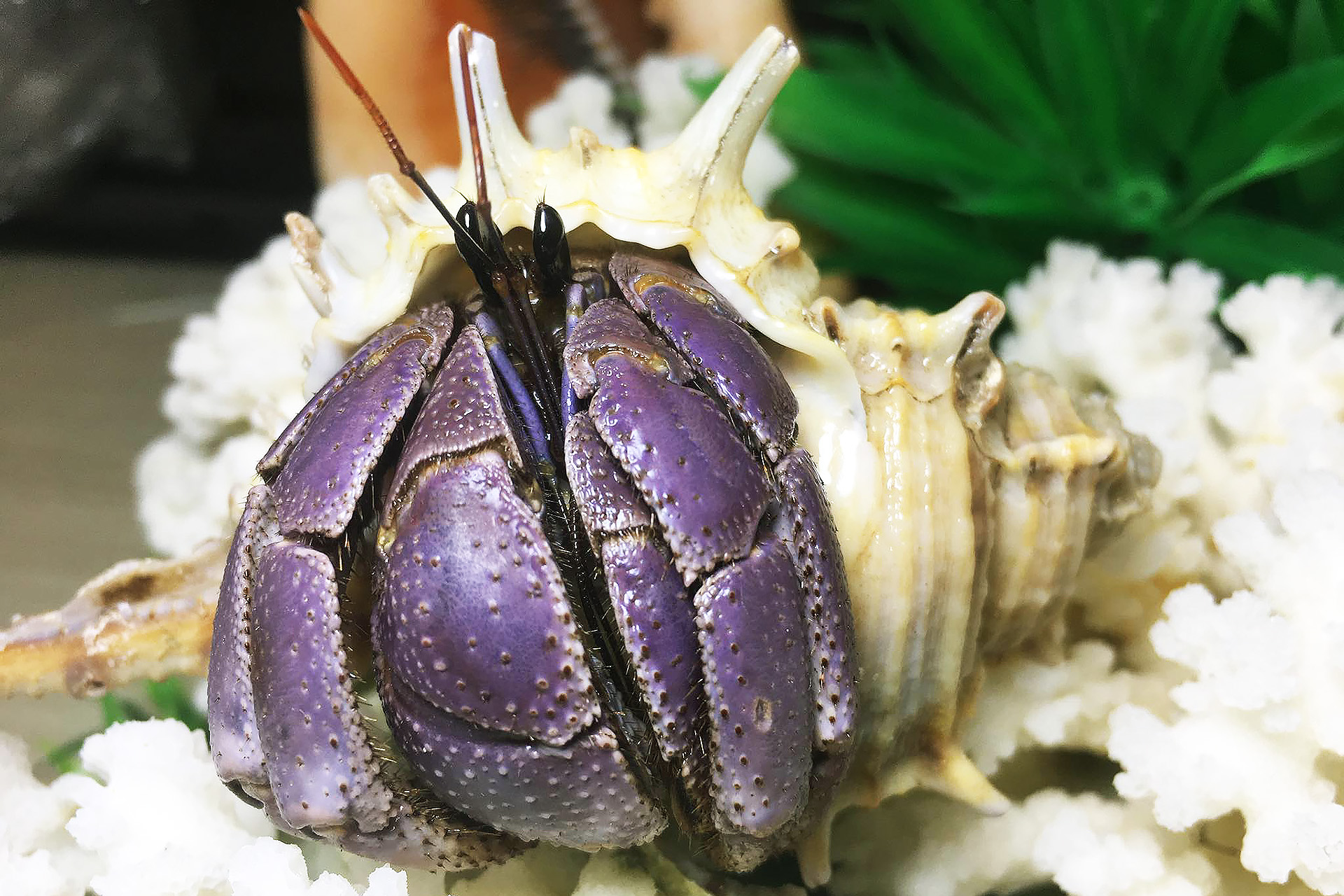 MÀU SẮC ỐC MƯỢN HỒN 4