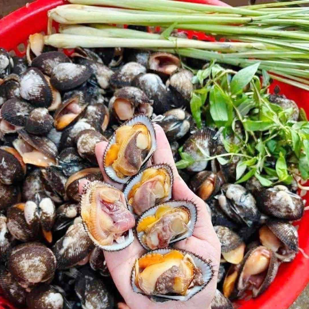 SÒ LÔNG HẤP SẢ 10